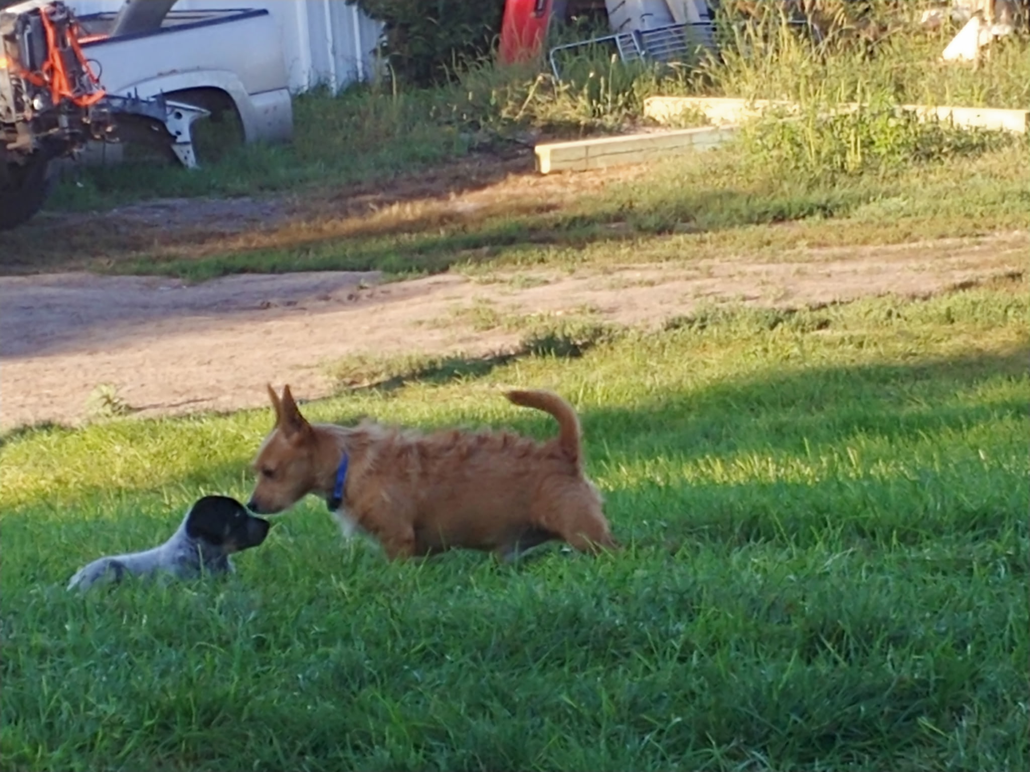 lost dog named Kevin